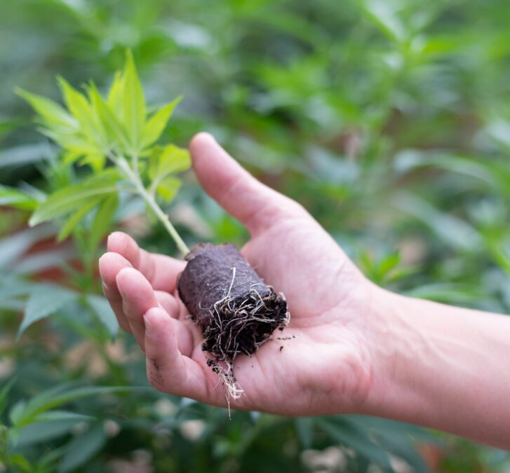 Medropharm Cannabis Pflanze Bild