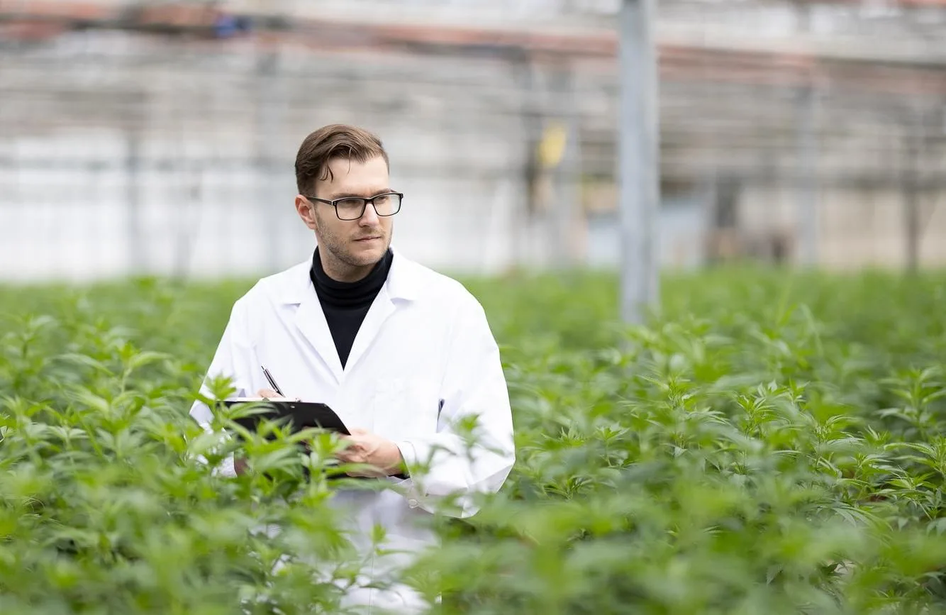 first-medical-thc-hashish-export-from-morocco