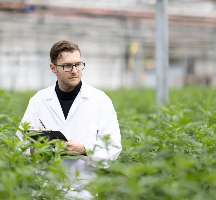 erster-medizinischer-thc-haschisch-export-aus-marokko