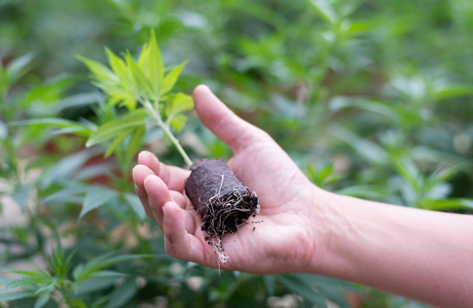Die Pacrim SA hat eine Mehrheitsbeteiligung an der Medropharm AG erworben und positioniert die Gruppe damit als vollständig integriertes Schweizer Unternehmen im Bereich des medizinischen Cannabis. pharmazeutischen Verpackung.